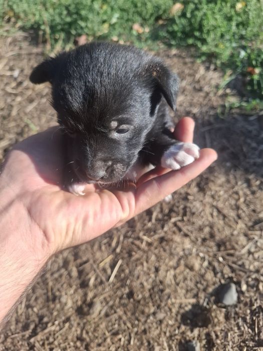 Căței spre adopție