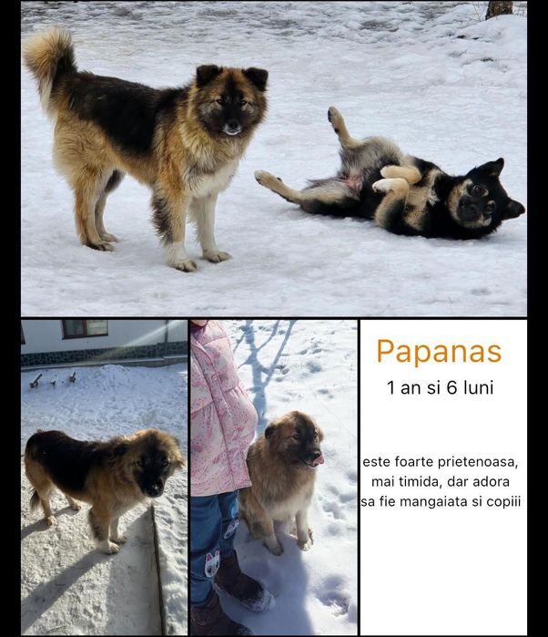 Donăm cățelușe pui și adult sterilizate plus un mascul