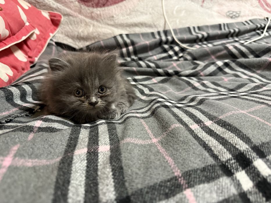 Скотиш фолд скотиш страй