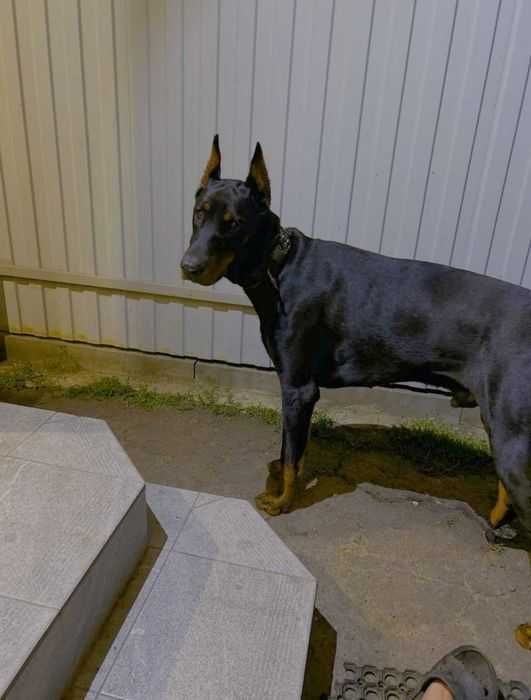 Doberman kobel sobaka