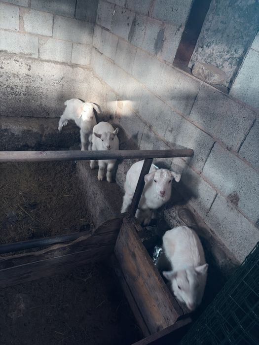 Бір айлық еркек лақтар