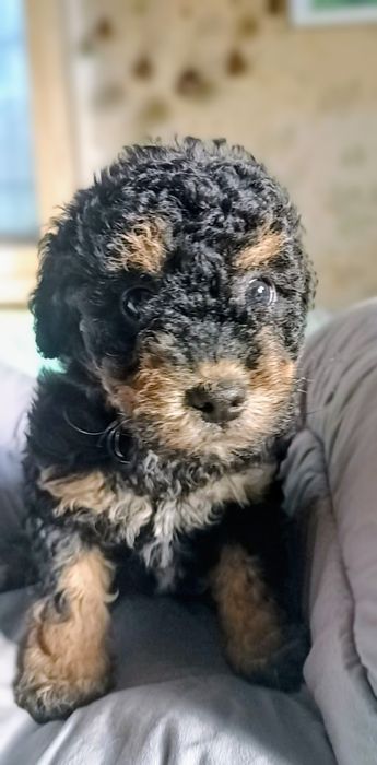 Продавам мини пудели