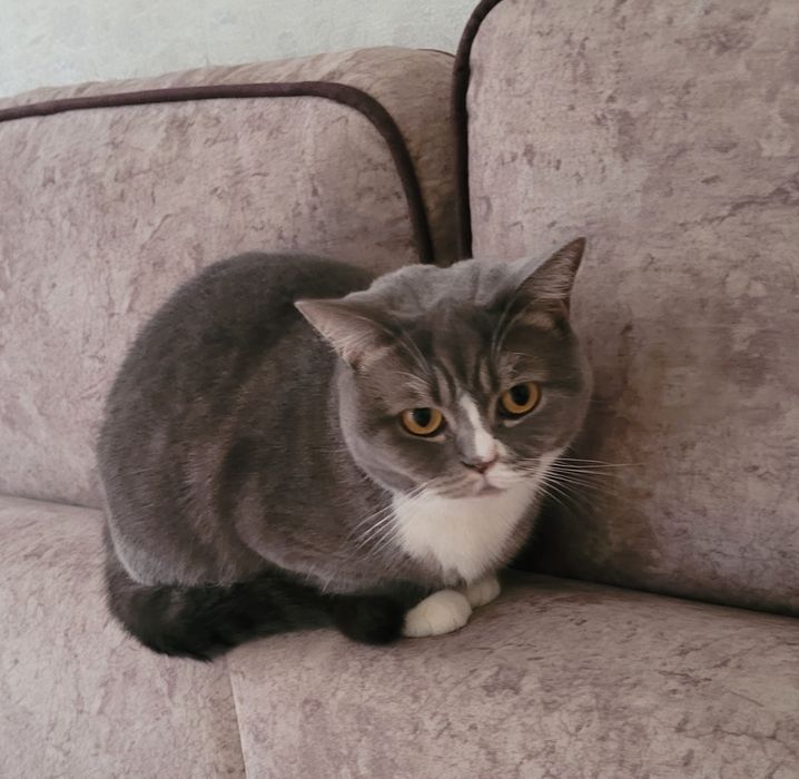 Кошка британка, возраст 2 года