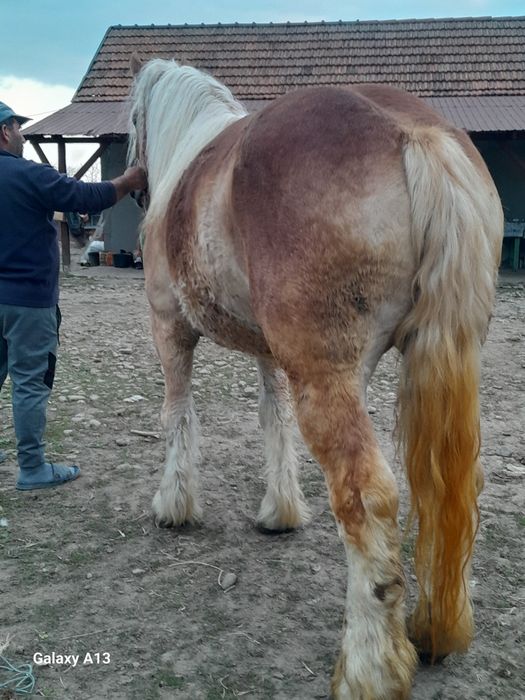 Manza vând sau schimb