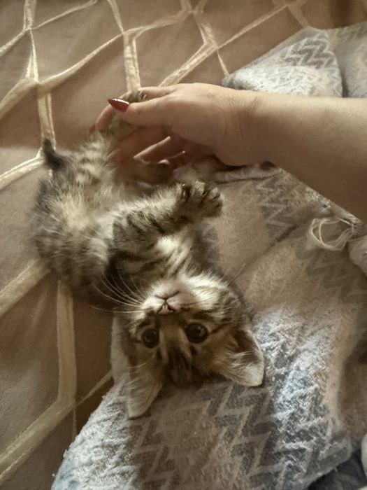 Котенок отдам даром