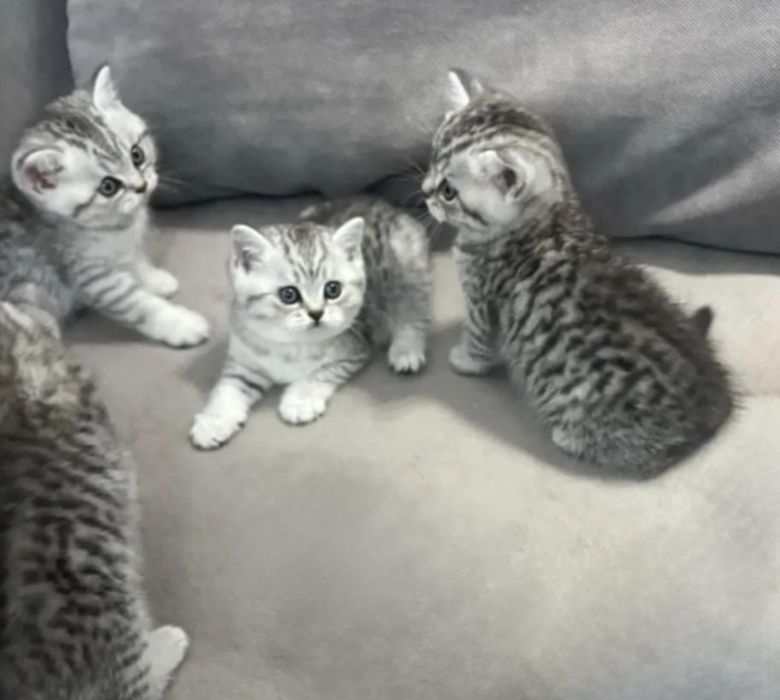 Британские котята