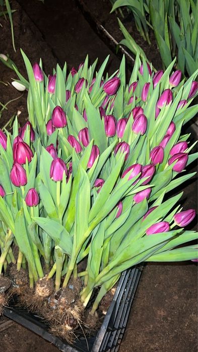 Тюльпаны Оптом и в розницу