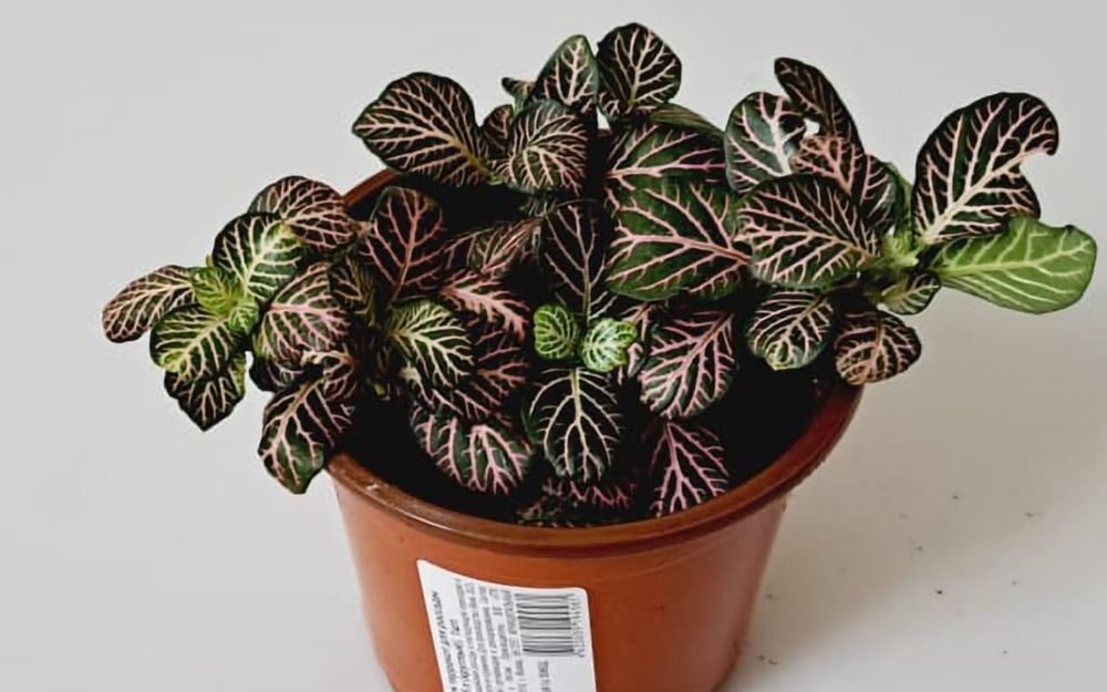 Цветы Цветы Цветы