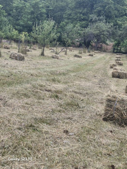 Vând baloti de fan 2025