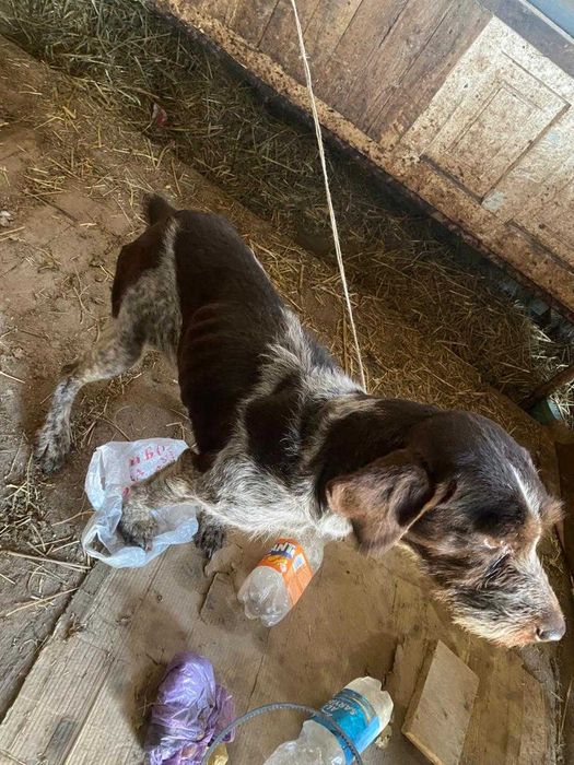 Охотичий иттер сатылады