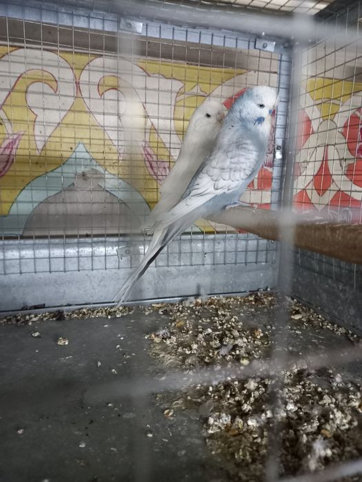 Андулки попугаи птицы