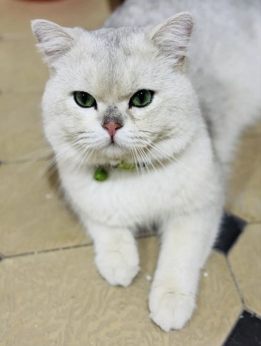 Вязка: кот, Британская шиншилла серебристый окрас