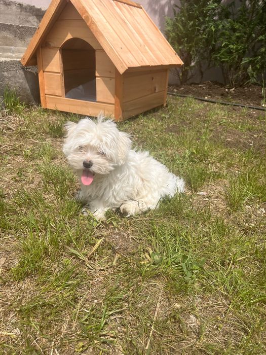 Vand bichon , talie mica