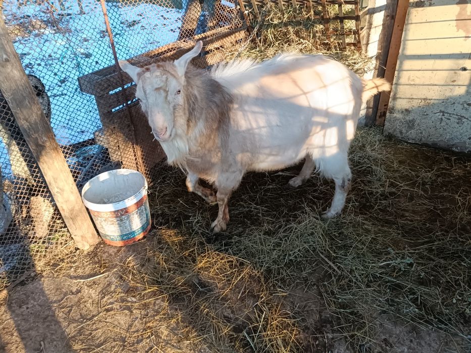 Țap de vanzare - 900 lei