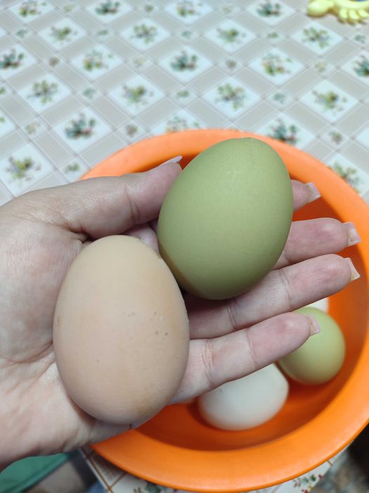 Oua verzi de vanzare