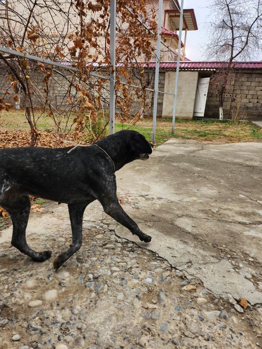 Охотничьи собака