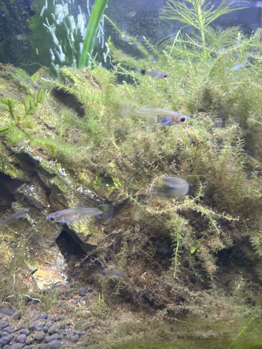 Vand pesti guppy de acvariu