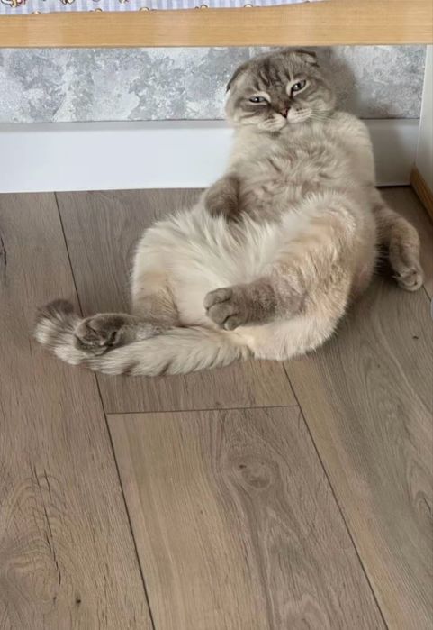 Отдам кота скотиш фолд