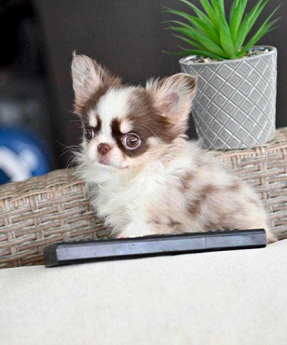 Женско дългокосместо миниатюрно чихуахуа шоколадово мерле