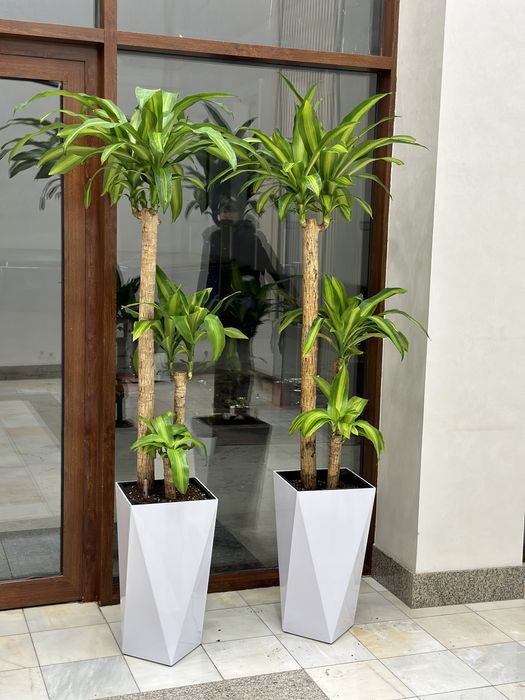 Цветы растения для офиса Скидка!