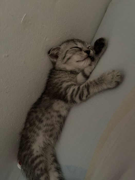 Котенок, Шотландский вислоухий