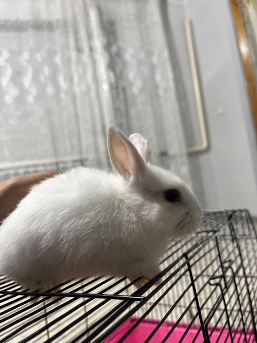 Продам кролика мальчик
