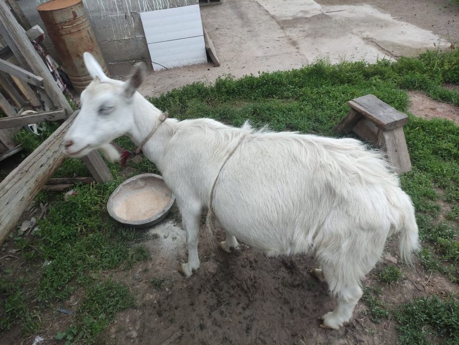 Сүтті ешкі 3жасар