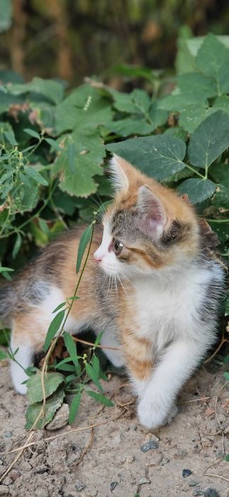 Продам трёхцветную кошечку (котенка)!