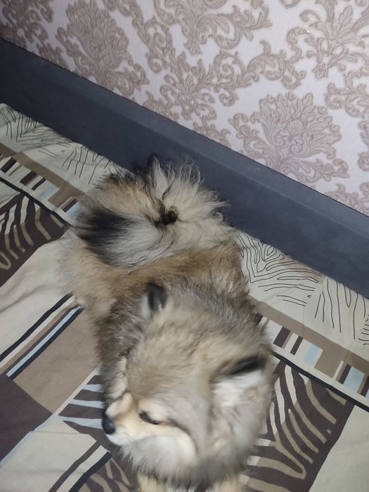 Померанский шпиц вязка