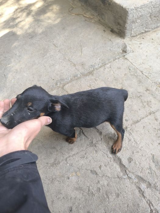 Продам щенков (ягдтерьер)