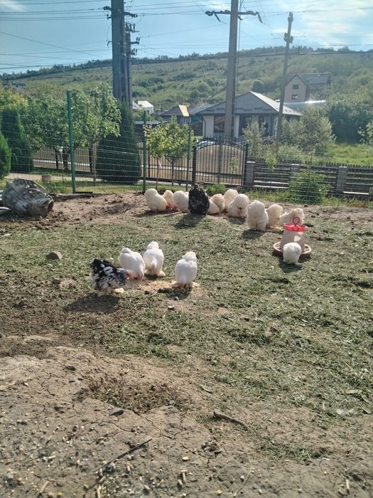 Oua Cochinchina pitic