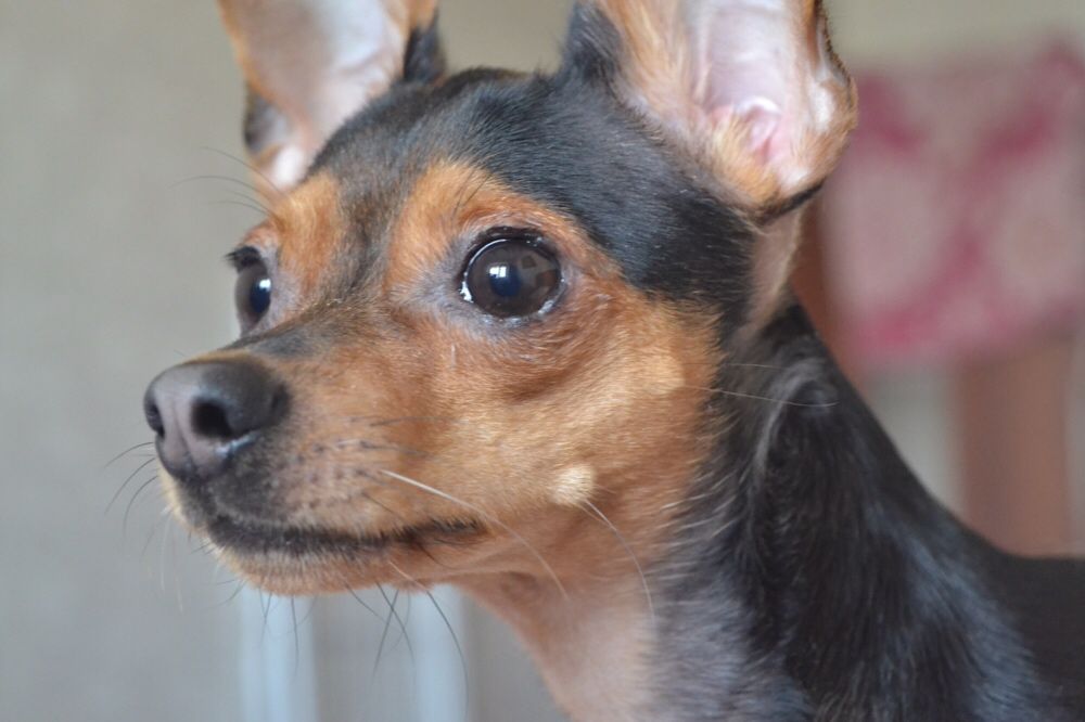 Вязка русский той-терьер