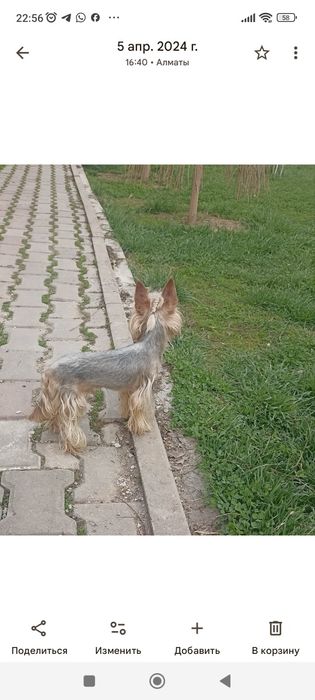 Груминг собак и кошек