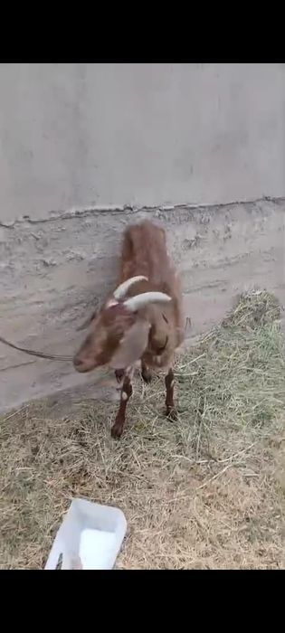 Нубиский  ешкі  сатылады