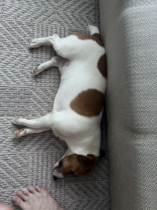 Джек рассел кабель, вязка