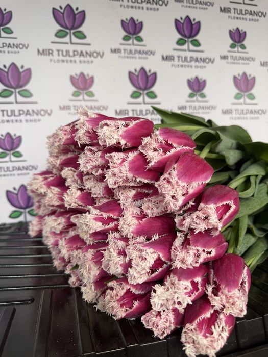 Тюльпаны оптом от Мир Тюльпанов