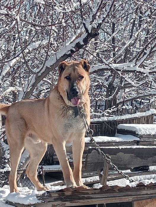 Продам    алабая