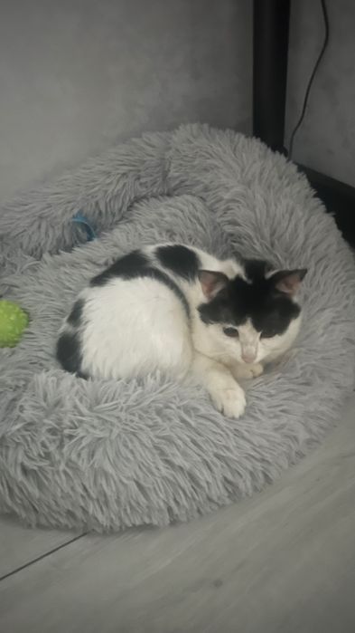 Кошка в добрые руки