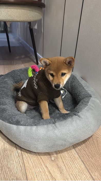 Продаи щенка Сиьа ину