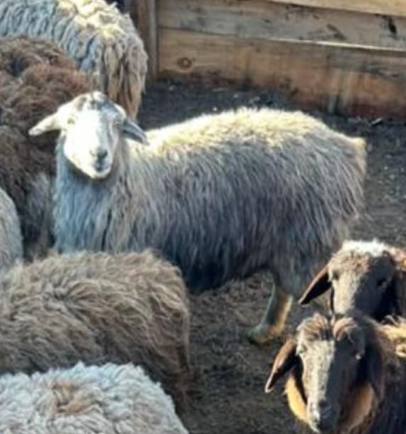 Продаётся Бараны