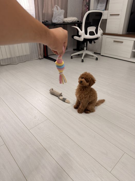 Мальтипу Тео 5 месяцев