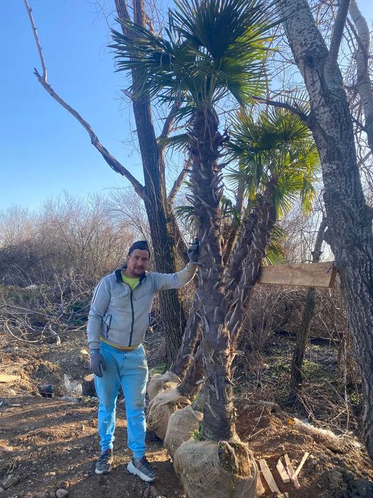 Plante Ornamentale Premium – Livrare Rapidă și Plantare Inclusă