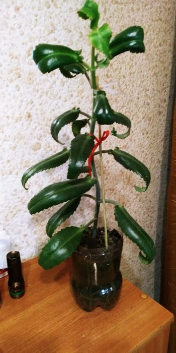 Каланхоэ. Продам...