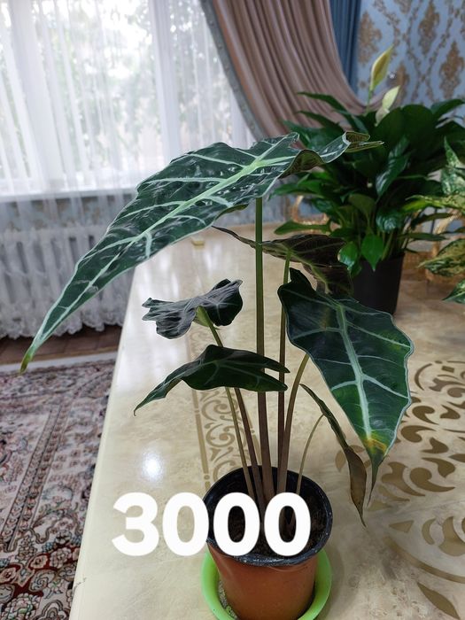 Цветы комнатные растения