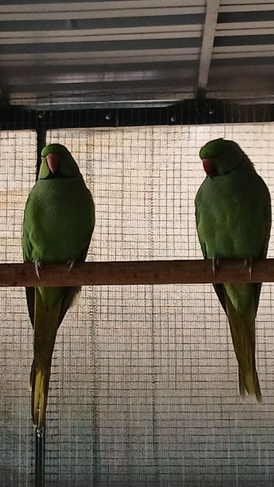 Angirella popugay sotiladi