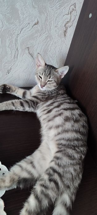 Отдадим котенка в добрые руки