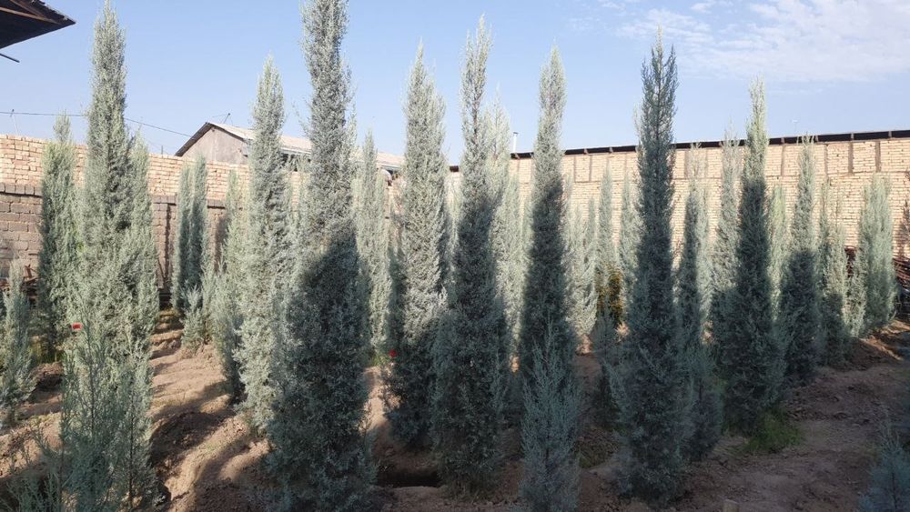 Кепарис аризоника