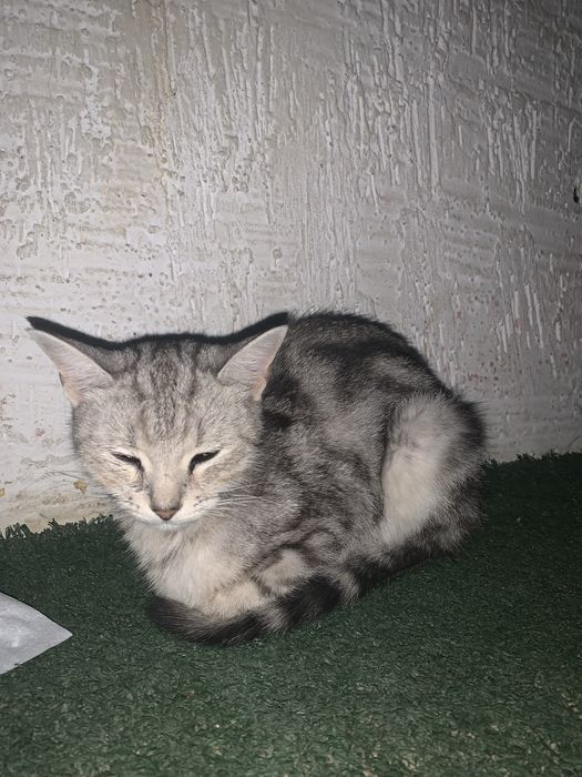 Кто потерял кошку?