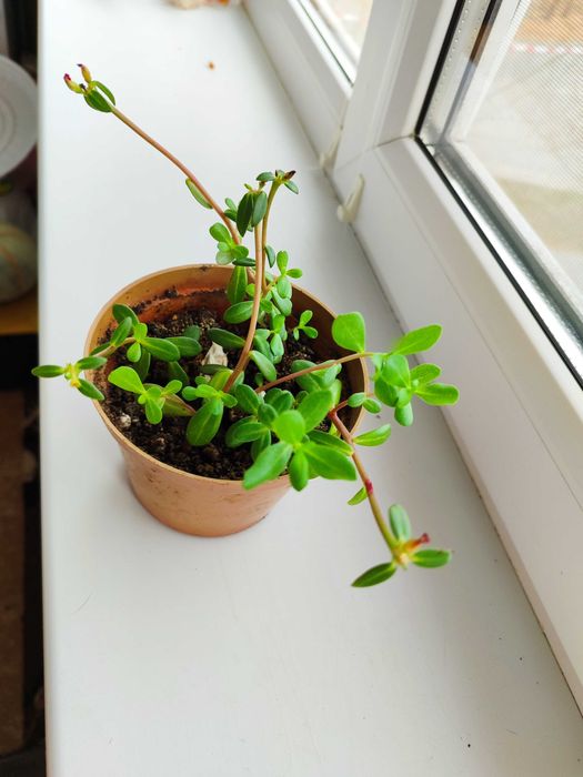 Продам комнатные цветы