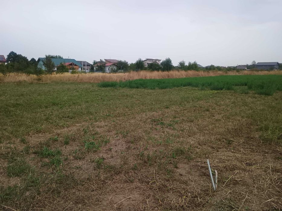 Teren Teghes Domnesti